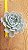 Echeveria grey prince - Imagem 2