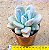 Echeveria grosso / Echeveria blue balloon - Imagem 3