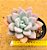 Echeveria grosso - Imagem 1