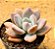 Echeveria grosso - Imagem 2