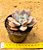 Echeveria grosso - Imagem 3