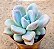 Echeveria grosso / Echeveria blue balloon - Imagem 2