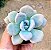 Echeveria grosso / Echeveria blue balloon - Imagem 4