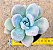 Echeveria grosso / Echeveria blue balloon - Imagem 1