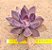 Echeveria hanaikada - Imagem 1