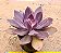 Echeveria hanaikada - Imagem 2