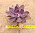 Echeveria hanaikada - Imagem 4