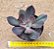 Echeveria hanaikada - Imagem 1