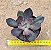 Echeveria hanaikada - Imagem 3