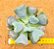 Echeveria Heart's Delight - Imagem 1