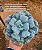 Echeveria Heart's Delight - Imagem 4