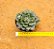 Echeveria joan daniel - Imagem 3