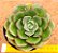 Echeveria joan daniel - Imagem 3