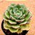 Echeveria joan daniel - Imagem 2