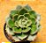 Echeveria joan daniel - Imagem 4