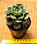 Echeveria joan daniel - Imagem 5