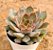 Echeveria kisses - Imagem 3