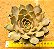 Echeveria kisses - Imagem 1