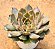 Echeveria kisses - Imagem 3