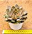 Echeveria kisses - Imagem 4