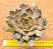 Echeveria kisses - Imagem 5
