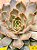 Echeveria kisses - Imagem 6