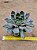 Echeveria kisses - Imagem 6