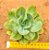 Echeveria lawrence - Imagem 1