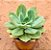 Echeveria lawrence - Imagem 2