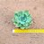 Echeveria lawrence - Imagem 3