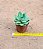 Echeveria lawrence - Imagem 4