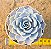 Echeveria lilacina - Imagem 1