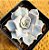 Echeveria lilacina - Imagem 1