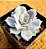 Echeveria lilacina - Imagem 2