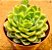 Echeveria lime n chile - Imagem 2