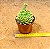 Echeveria lime n chile - Imagem 4