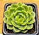 Echeveria lime n chile - Imagem 1