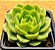 Echeveria lime n chile - Imagem 2