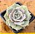 Echeveria lola - Imagem 2
