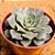 Echeveria longissima - Imagem 1