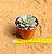 Echeveria longissima - Imagem 3