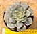Echeveria longissima - Imagem 1