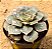 Echeveria longissima - Imagem 2