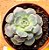 Echeveria longissima - Imagem 1