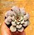 Echeveria longissima - Imagem 4