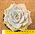 Echeveria lotus - Imagem 2