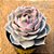 Echeveria lotus - Imagem 4