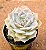 Echeveria lotus - Imagem 3
