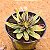 Echeveria lutea marron - Imagem 2