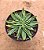 Echeveria lutea verde - Imagem 1
